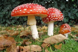 吃蘑菇会过敏吗 吃蘑菇中毒怎么办 