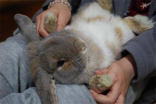 养兔经验 兔子软便和拉稀的区别