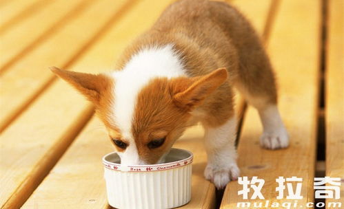 狗的零食都可以吃什么好