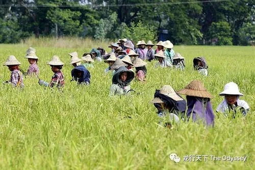 中国对外投资合作国别指引 缅甸 农业
