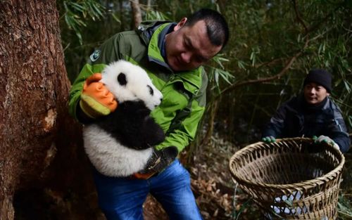 大熊猫的 美人计 大熊猫被放归野外,任务却是和野生熊猫交配