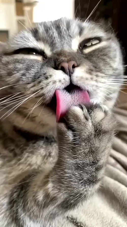 猫咪吃鱼不卡刺,背后的原因,都在舌头上 