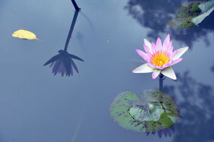 待到花开时节，什么什么待来什么古诗词