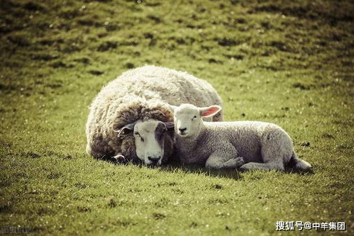 影响羊的免疫,这些因素不可忽视