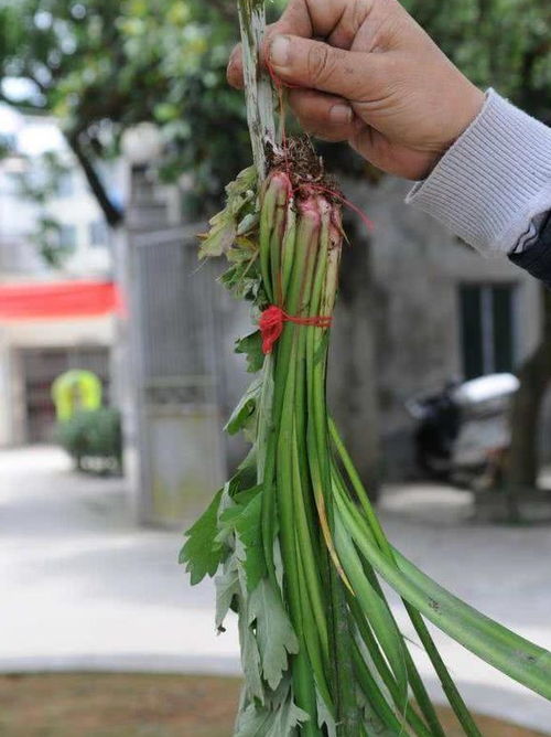 为啥端午节家里门前要挂艾草与菖蒲 一说你就明白了,古人真讲究