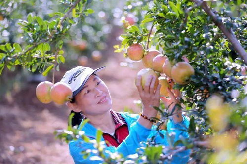 石榴熟了 这份采摘攻略新鲜出炉,国庆假期千万别错过