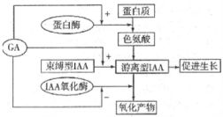 下图所示四种不同生物.相关叙述正确的是A.甲和乙的主要区别是乙具有细胞壁B.丙和丁的主要区别在于丙具有拟核C.甲和丙的主要区别是甲具有细胞结构D.乙和丁的主要区别在于丁没有核膜 