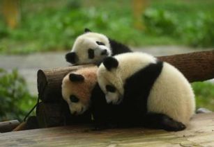 大熊猫宝宝首次见游客抱饲养员大腿是什么情况
