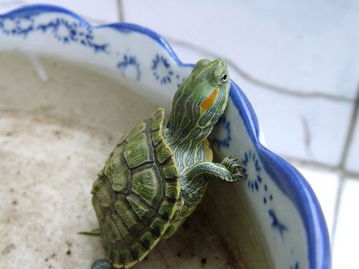 乌龟不吃东西能活多久