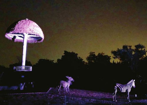 夜游济南郊外成热门玩法 温度比市区凉爽很多