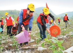 鹿寨县百名团员青年到农民地里淋辣椒 