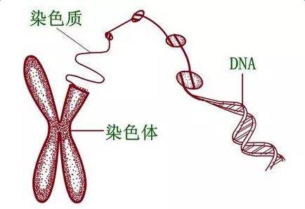 为什么我和老公的染色体都正常但是胚胎染色体却异常呢