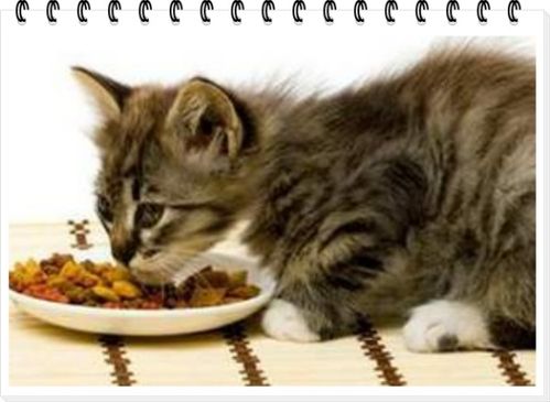 小猫不小心吃了猫砂怎么办,猫吃猫砂怎么回事 