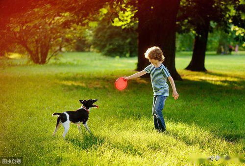狗狗的日常运动不能少,多与狗狗们玩一些体育游戏