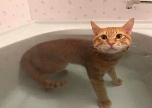猫咪喜欢洗澡泡澡,每次表情都很 享受 ,网友 别人家的猫