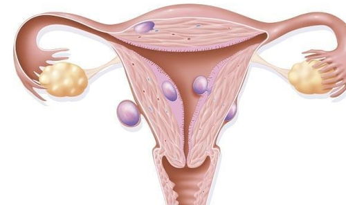 原创卵子使用“拉链”来阻挡多余的精子：这可能导致非激素避孕