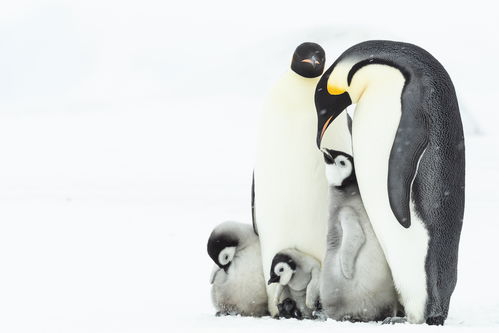 世界企鹅日 这些企鹅风靡全球,你知道它们真正的名字吗