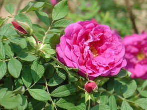 玫瑰有13种颜色花语 玫瑰最忌讳的颜色