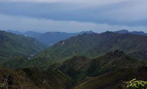 登山去秦岭高山草甸看杜鹃花,上山拔高太累了,草甸子还是不绿啊