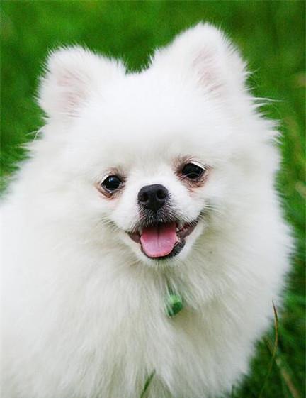 爱漂亮的博美犬怎么帮它美容 美容有哪些技巧