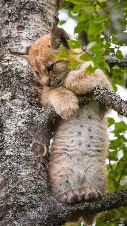 小山猫吃饱站在树丫上就睡着了,果然沾点橘色的猫科都一样啊