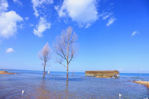 青海湖旅游优美句子