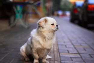 上海实施 史上最严 养犬条例,人们却纷纷点赞
