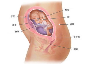 怀孕六个月胎儿图(孕期注意事项有哪些)