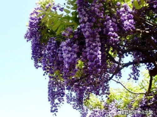 紫藤花一年开几次 紫藤花多少年才会开花