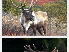 北欧唯美森林鹿麋鹿梅花鹿鹿驯鹿高清摄影图图片设计素材 模板下载 48.69MB 其他大全 