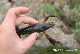 养殖小龙虾都会犯的错,你所不知道的水草的危害和好处