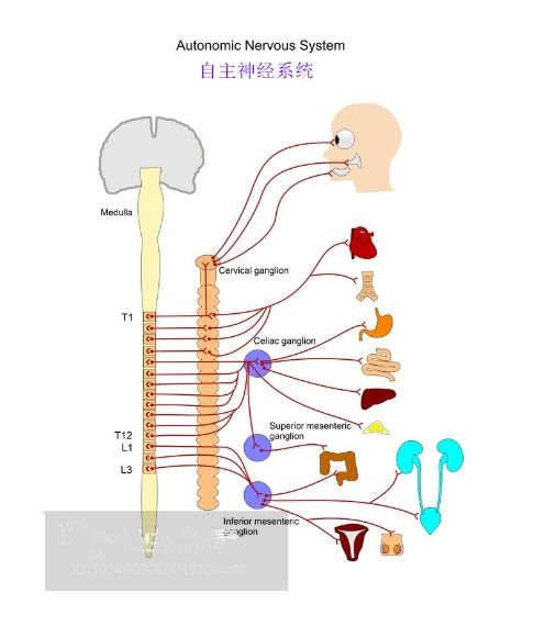 植物神经紊乱是什么 有哪些具体表现 武汉广爱医院