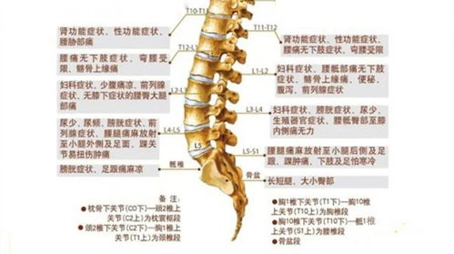 对症下手,刁氏正脊疗法快速治疗腰腿疼