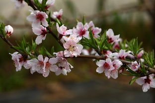 三月冬去桃花开