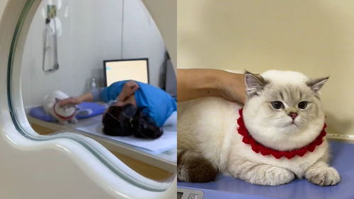 广东一女子带猫咪打疫苗,交完费回来看到暖心一幕 网友 爱了 