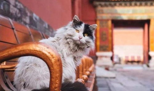 近百只 御用猫咪 活跃在故宫内,靠什么生活 工作人员 很滋润