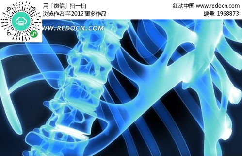 人体脊椎及其骨骼视频素材mov免费下载 红动中国 