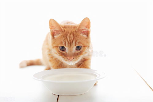 宠物托运知识 必看骗猫喝水技巧你知道猫咪缺水对身体的危害吗