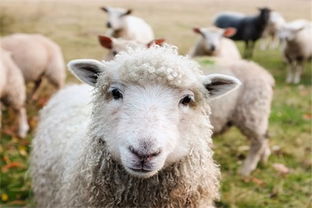 2020年属羊人的全年运势 生肖羊2020年每月运势大全