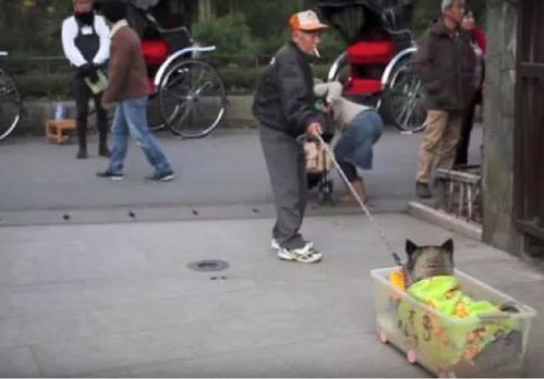 二哈也会慢慢老去,主人做了个小推车,发生的这一幕让人感动不已