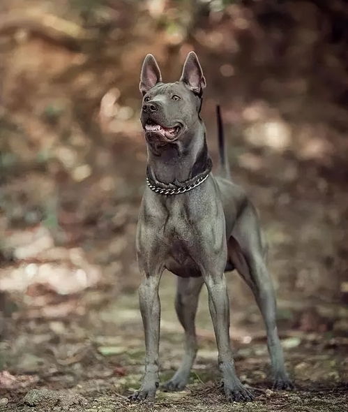 盘点下十种人类在世界里最忠诚的伙伴 猎犬
