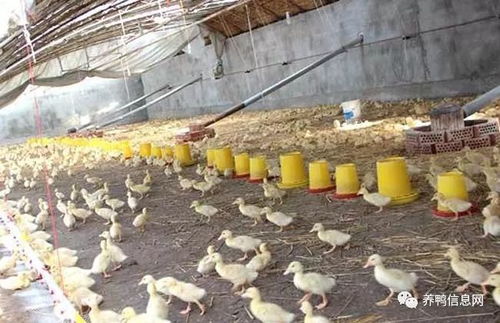 冬季大棚养鸭要点及注意事项,如何合理建设肉鸭养殖大棚