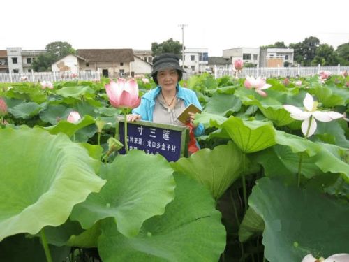 湘莲种植为什么不能超过三年