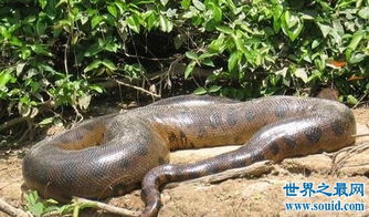 亚马逊巨蟒,地球上体型最大的巨型蛇类 村民亲眼目睹50米巨蟒 2 