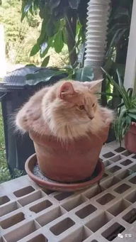 猫咪为什么喜欢睡花盆里 