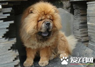 松狮为什么不适合家养,松狮为什么属于禁养犬北京？