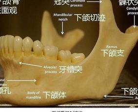 拔智齿疼吗 拔完是什么感觉 