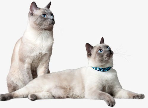 两只猫一公一母磨合期大约多久 饲养两只猫要注意什么