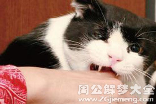 梦见被小猫咬手是什么意思 梦到被小猫咬手好不好 大鱼解梦网 