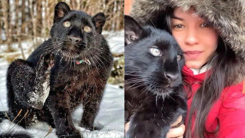 又猛又萌 俄罗斯女孩养黑豹当宠物,还给它找了只狗当老师 